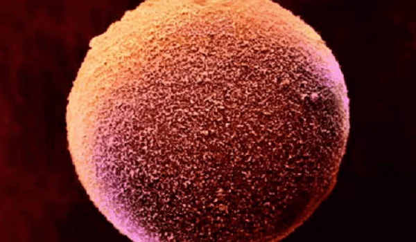 Centro de reprodução humana comenta novidade que isola célula tronco | Clínica Mater Prime 