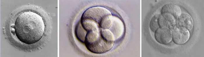 Embriões