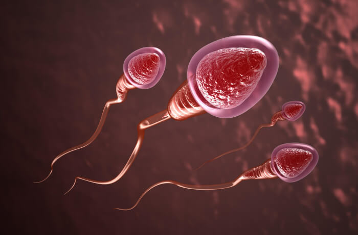 Reprodução humana - Alterações morfológicas dos espermatozoides