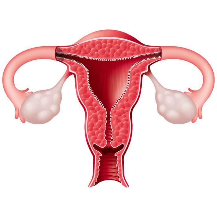 anatomia do utero