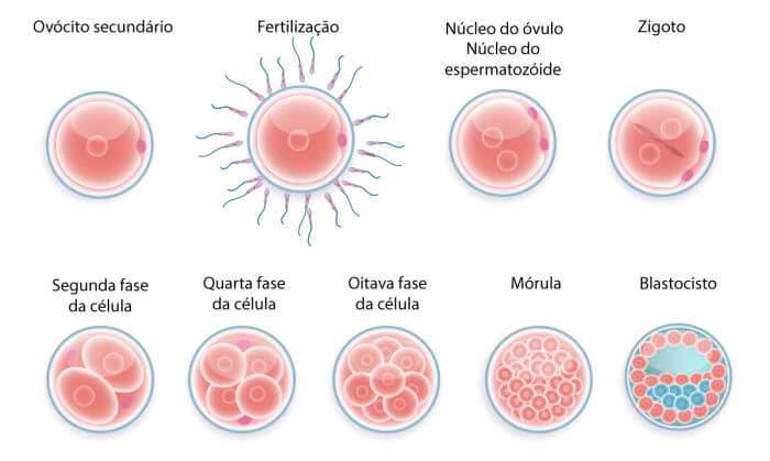 FIV - Como se origina o blastocisto | Mater Prime