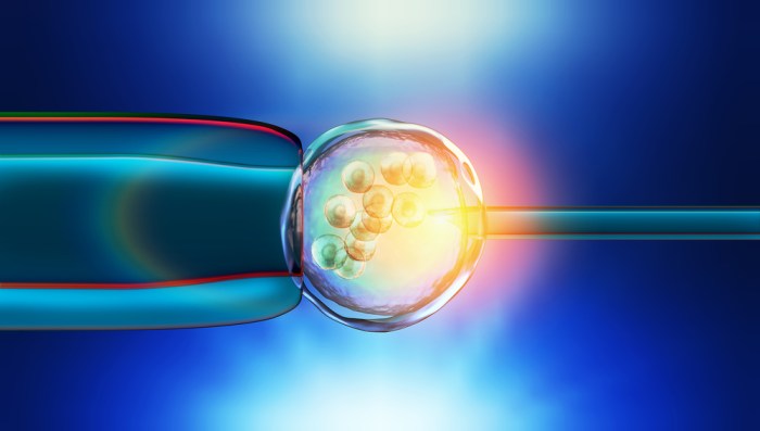 Como funciona a Inseminação Artificial?