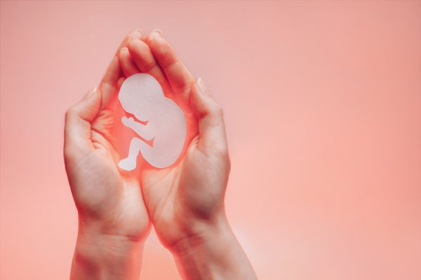 Palmas das mãos da mulher pressionadas juntas e mantendo o embrião de papel.