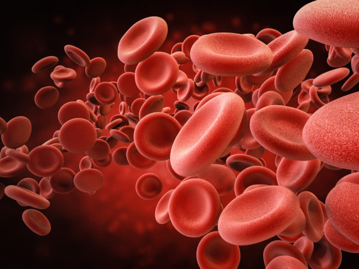 Visão microscópica de glóbulos vermelhos