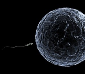 Gametas e sua importância para a fertilidade