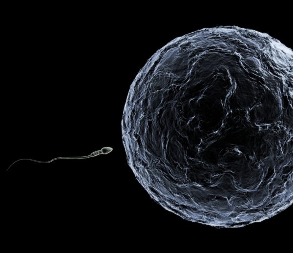 Espermatozoide encontra com óvulo