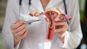 Como funciona o sistema reprodutor feminino?