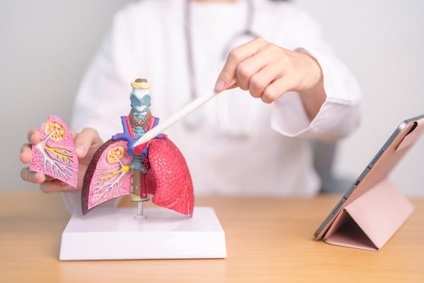 Médico apontando para modelo ilustrativo de pulmão.