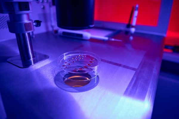 Procedimento de fertilização in vitro, ovócitos em placa de cultura de células.