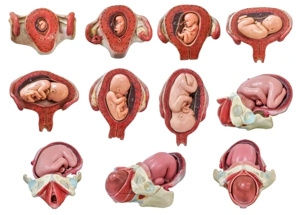 Ilustração com diferentes fases no útero representando o desenvolvimento embrionário.