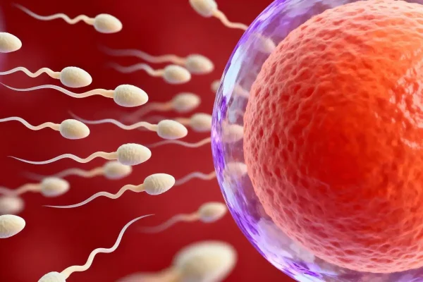 Espermatozoides em direção a um óvulo ilustrando onde ocorre a fecundação no processo reprodutivo.