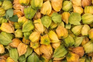 Physalis ajuda na fertilização in vitro? O que a ciência realmente diz?