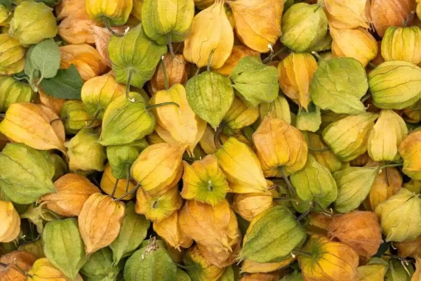Frutos de physalis ilustrando a dúvida se physalis ajuda na fertilização in vitro.